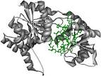 The Protein Image Gallery at PlaCe