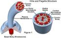 Molecular Expressions Cell Biology: Animal Cell Structure - Cilia ...