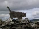 the wild places and farm - via Daymix