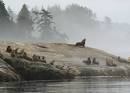 SEA LION Facts Information
