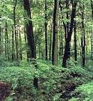 external image images?q=tbn:ANd9GcQ6Ccqz2j3RlXsWmF3ZGXh-2AjiwW_AuvYVDzpLy9TuZ0wJTJxMH7AqzF4M