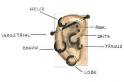 Conventional Piercing Guide - Ear Lobe and Lobe Orbital