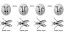 allele