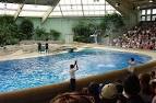 File:Brookfield zoo fg10.jpg - Wikipedia, the free encyclopedia