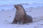 Some Thankful SEA LIONs « Animal Blawg