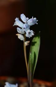 Image result for "Hyacinthus millingenii"