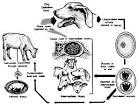 ScienceDirect.com - International Journal for Parasitology ...