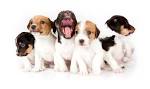 National Puppy Day | POPSUGAR Pets