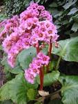 File:<b>Saxifragaceae</b> Bergenia