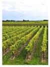 Vineyard &amp; Winery Management Magazine - Wine Competitions ...