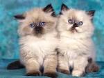 Himalayan cat ,colorpoint Persian cat. Cat for apartments.