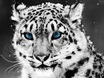 Tiger - Cats Wallpaper (28916961) - Fanpop fanclubs
