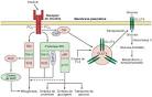 El <b>receptor de</b> la <b>insulina</b>