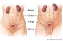 Imagen del <b>tracto urinario</b> en