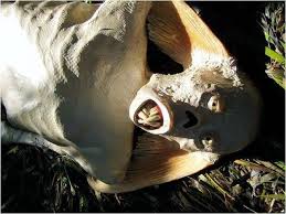 images?q=tbn:ANd9GcQ7WVyLlyjEMp1EAZ-tJrZcmJ4GCCTy4VhmCzr5ql494D4dF5TFmg