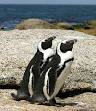 African Penguin - Wikipedia, the free encyclopedia