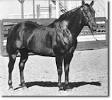 http://www.thehorse.com/images/content/pocobueno.jpg