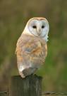 The World Sight  Barn Owl  Tyto Alba