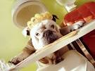 Dog Grooming Tips - Dog Grooming Ideas, Grooming Your Puppy