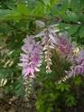 Indigofera kirilowii - Indigofera