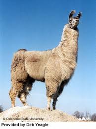 Llama