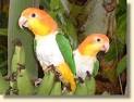 Caique Photos - White bellied Caique &amp; Black headed Caique Photos ...