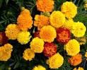 French Marigold (Dwarf) Seeds - "Petite Mix"