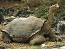 Galapagos Tortoises, Galapagos Tortoise Pictures, Galapagos ...