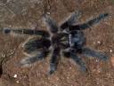 Curlyhair Tarantula Care Sheet