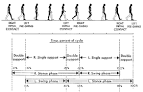 History of the Study of Locomotion