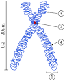 Chromosome - Wikipedia, the free encyclopedia