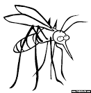 Mosquito coloring page
