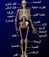 العظام  في جسم الإنسان Images?q=tbn:ANd9GcQ8Nq1gy8aQvQvhvg7ZAo2asWuodgVxpS2qGIPF9bKs5tpX0KkWuQ