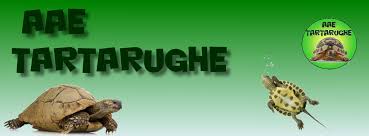 AAE Tartarughe