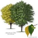 Elm Heights Neighborhood Association Web Page