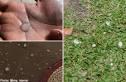 Under The Angsana Tree: From Haze to Hail