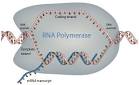 DNA to RNA Transcription