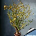 <b>Bursera</b> fagaroides ( in Autumn