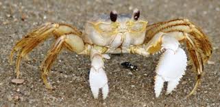 ghost crab
