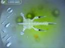 Playing with artificial life, - via Daymix