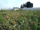 Pumpkin patch by Oaks Track SM6. There are a number of market gardens in - via Daymix