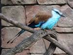 Discovery Cove - Explorers Aviary - Racquet-tailed Roller ...