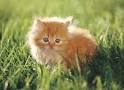 (I love kittens)