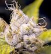 220px-Kush-trichome-closeup.jpg