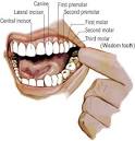 Tooth - Funky English