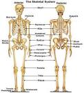 Diagram of Internal Organs | Tutorvista.