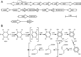 Dynamics of Multiple lin Gene Expression in Sphingomonas paucimobilis B90A in Response to Different Hexachlorocyclohexane Isomers - F1.large