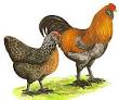 Hendersons Chicken Breed Chart