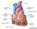 Vista anterior del <b>corazón</b>