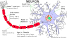 <b>Neuron</b>